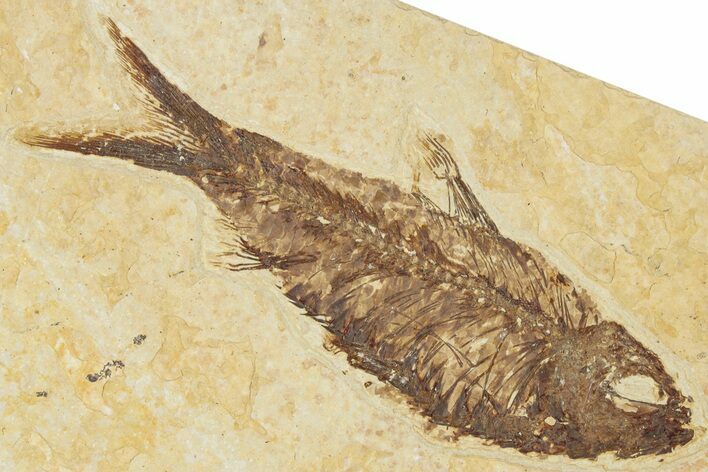 Detailed Fossil Fish (Knightia) - Wyoming #354072